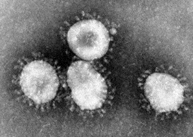 Virus du COVID 19